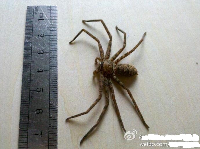 白额高脚蛛