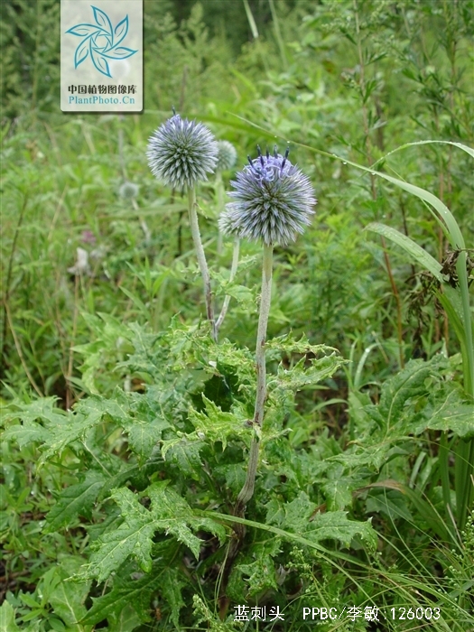  p>蓝刺头(学名: i>echinops sphaerocephalus /i> l.
