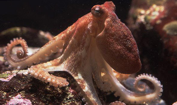 北太平洋巨型章鱼