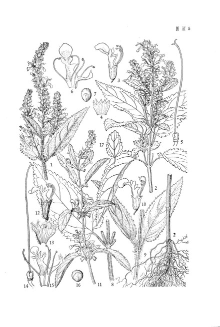 黑龙江香科科线稿图