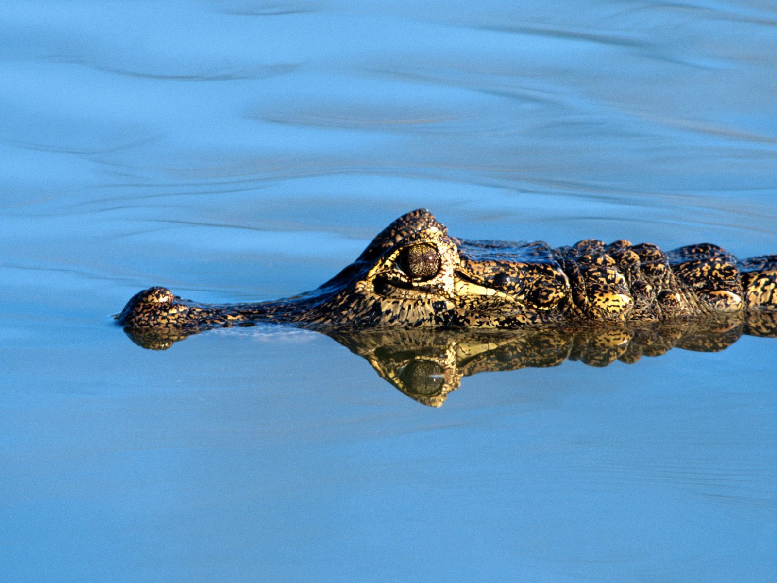 estuarine crocodile