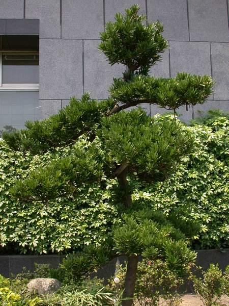  p>兰屿罗汉松(学名: i>podocarpus costalis  /i>presl)是 a target=