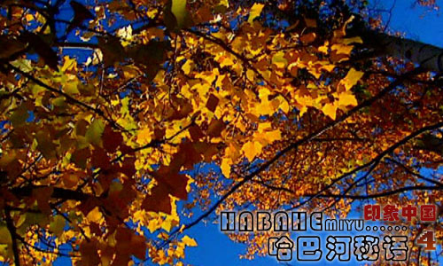 暖温带针阔混交林