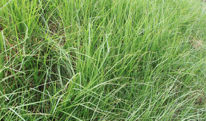  p>铺地狼尾草(学名: i>pennisetum /i>  i>clandestinum /i> hochst.