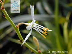 吊兰全株