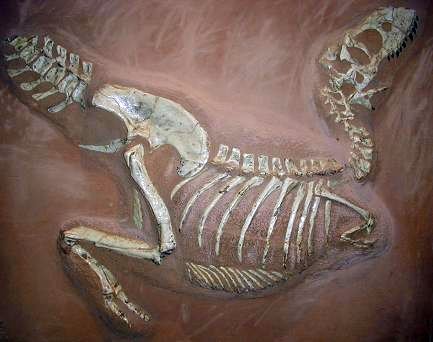  p>特暴龙(学名:tarbosaurus)意为"令人害怕的 a href="#" data-lemma