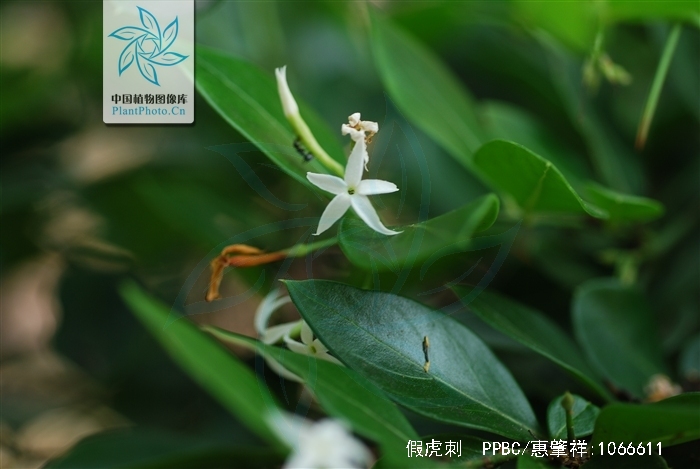  p>假虎刺(学名:carissa spinarum)是 a href="#" data-lemmaid="