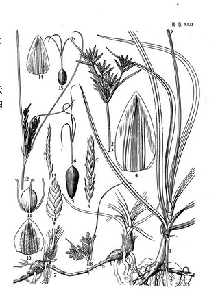  p>粗根茎莎草:为 a target="_blank" href="/item/单子叶植物纲">单