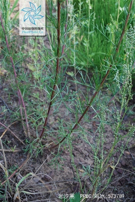 光沙蒿