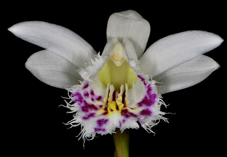  p>大花独蒜兰(学名: i>pleione grandiflora /i>  (rolfe) rolfe):附