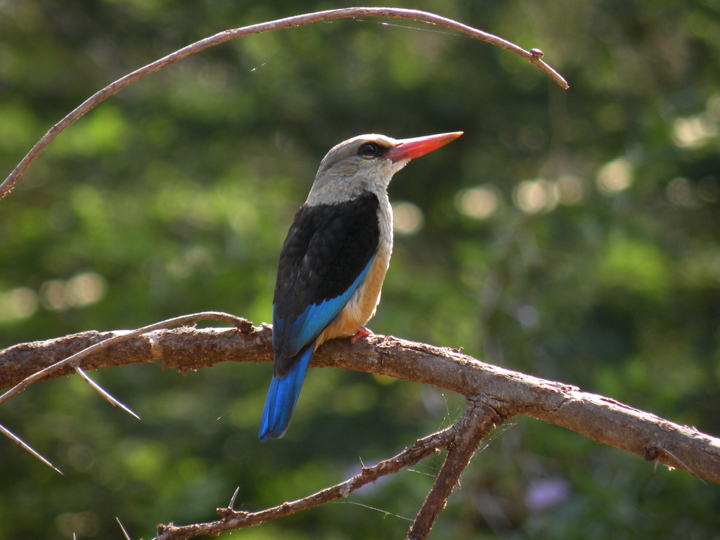  p>灰头翡翠是翠鸟亚目, a href="#" data-lemmaid="2501706">翠鸟科 