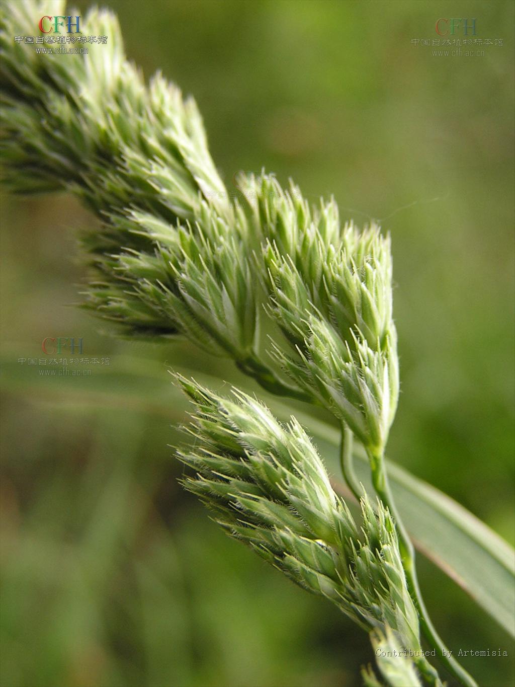 是禾本科,鸭茅属多年生 a href="#" data-lemmaid="541696">草本 /a>