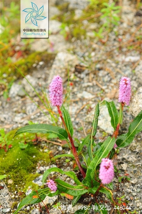 是蓼科 a target="_blank" href="/item/蓼属/10130404" data-lemma