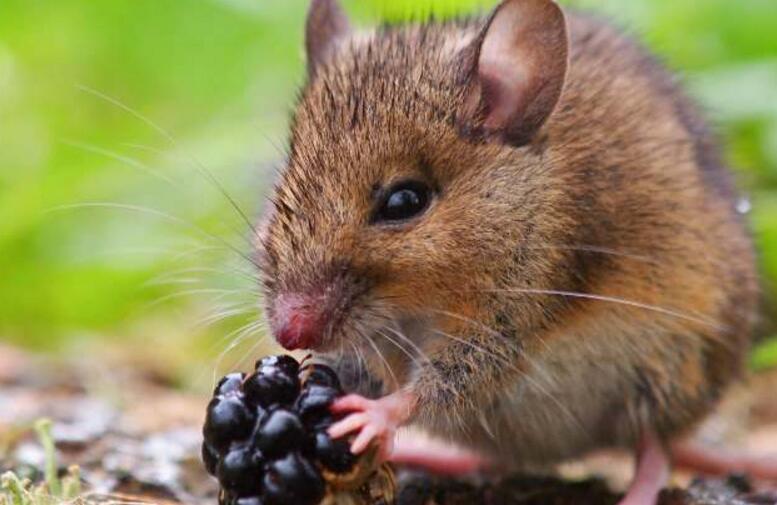  p>黑田鼠是仓鼠科田鼠属动物.体长多不超过150mm,尾很短.