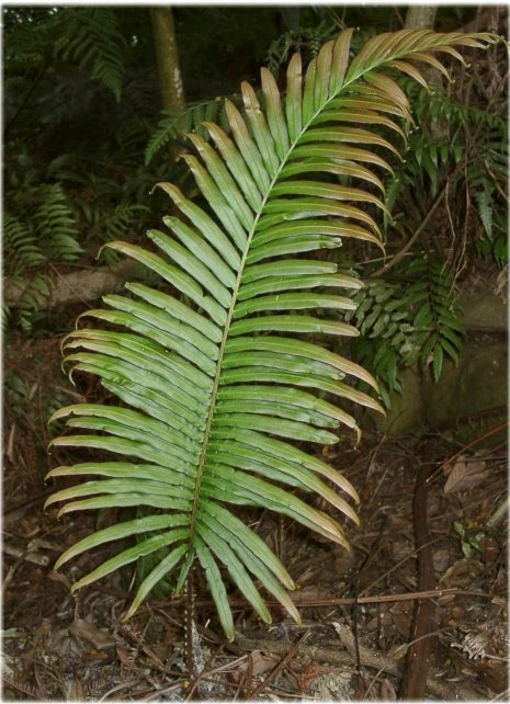 p>乌毛蕨(学名:blechnum orientale)是乌毛蕨属的一种植物,生长于