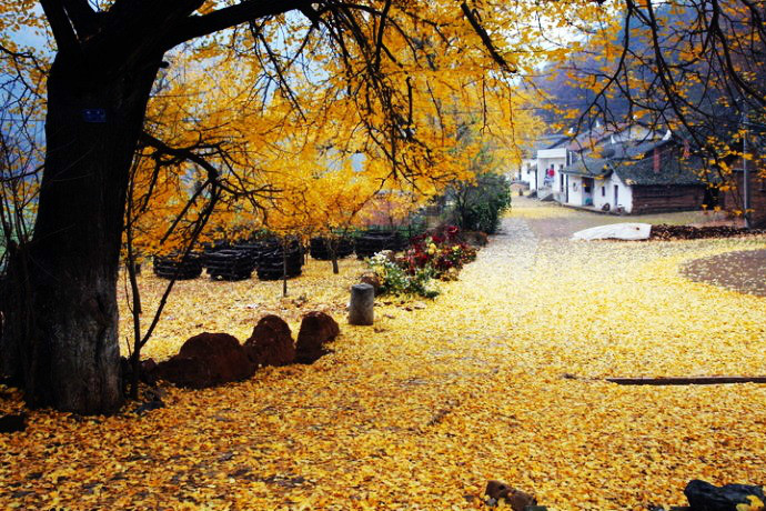 中国千年银杏谷