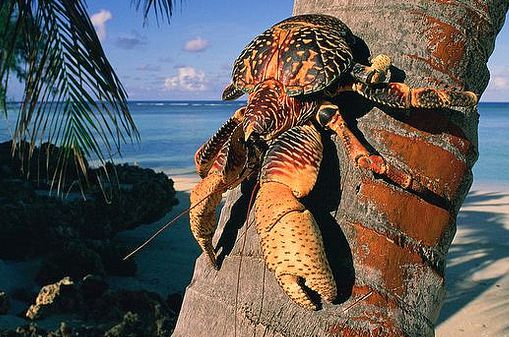 coconut crab