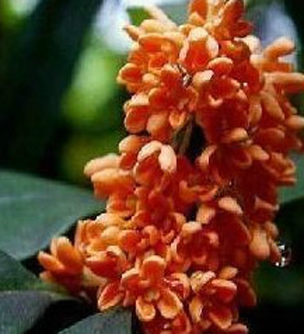 osmanthus fragrans mantiaohong