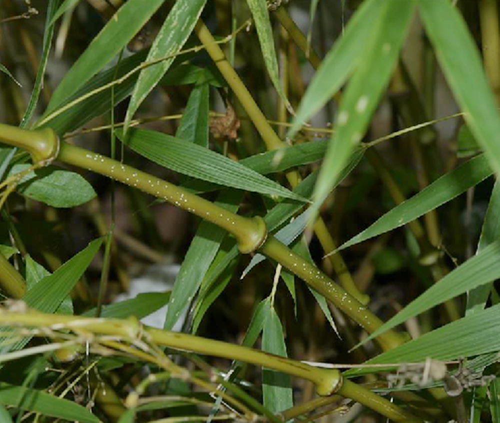 qiongzhurea tumidinoda hsueh et yi