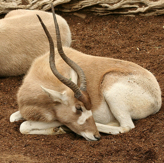  p>旋角羚(学名: i>addax nasomaculatus /i>):体型较大,体长1.5-1.