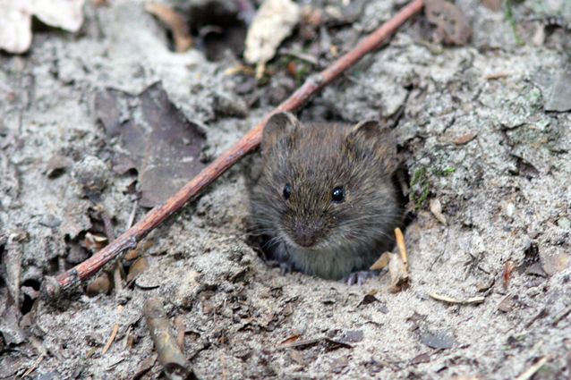  p>普通田鼠(学名:microtus arvalis)体长126~128mm,吻部短而钝,耳壳