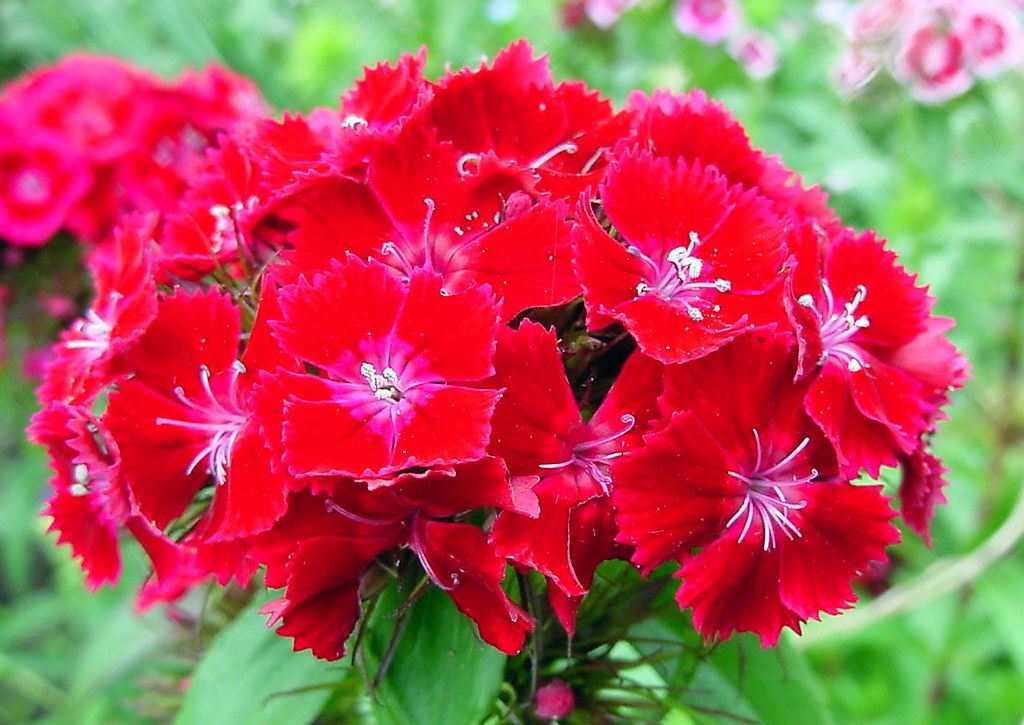 p>头石竹(学名: i>dianthus barbatus /i> l. var.