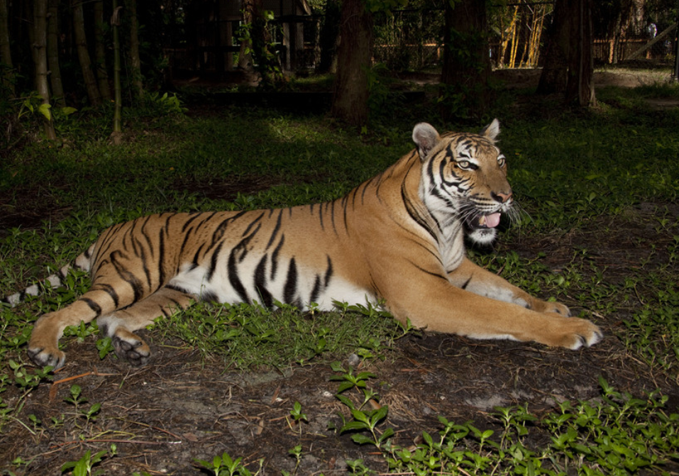 panthera tigris ssp. jacksoni