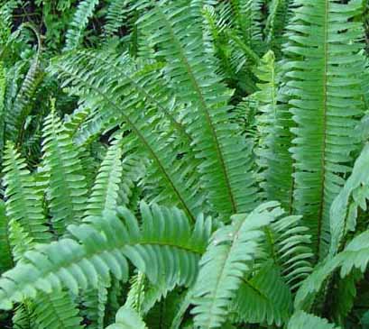 蜈蚣草(原变型)