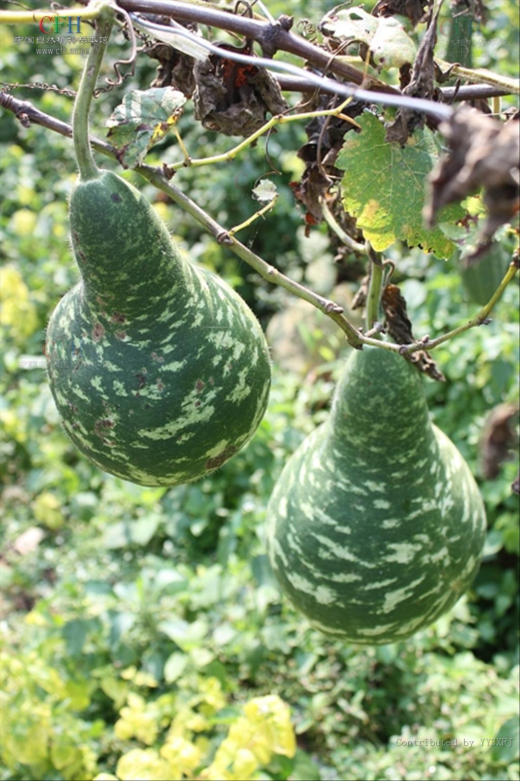  p data-id="ta2mup4n7t7s">瓢瓜为葫芦 span