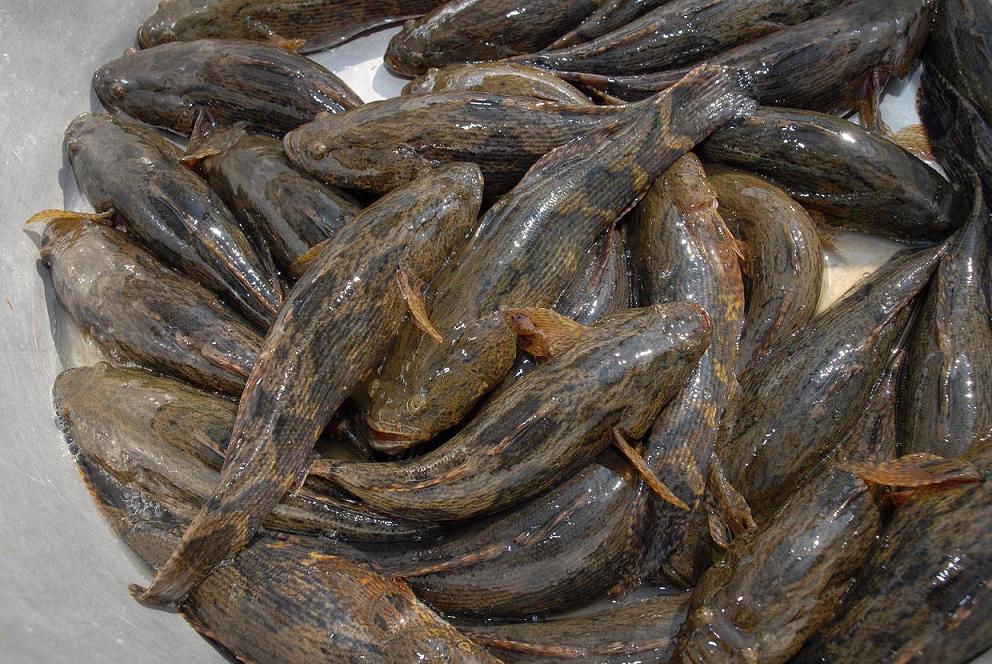 常见的属有乌塘鳢鱼属, 塘鳢鱼属,沙塘鳢鱼属,锯塘鳢鱼属,美塘鳢鱼属