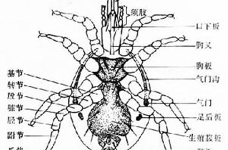  p>疥螨(jie man)属 a href="#">真螨目 /a>, a href="#">疥螨科 /a>