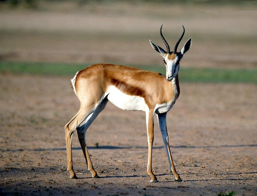  p>跳羚(学名: i>antidorcas marsupialis) /i>:是哺乳纲,牛科,羚羊