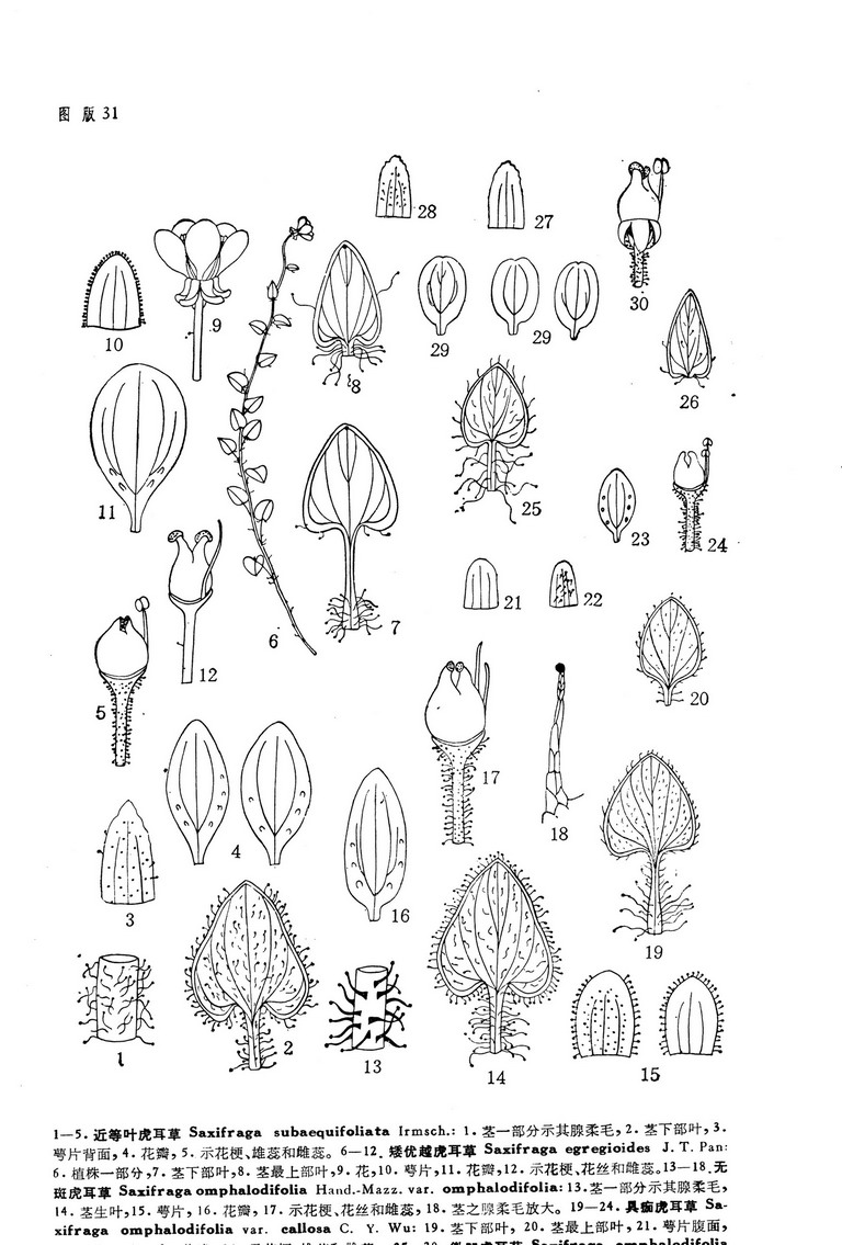  p>虎耳草(学名:saxifraga stolonifera curt.