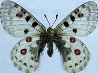 夏梦绢蝶甘肃亚种