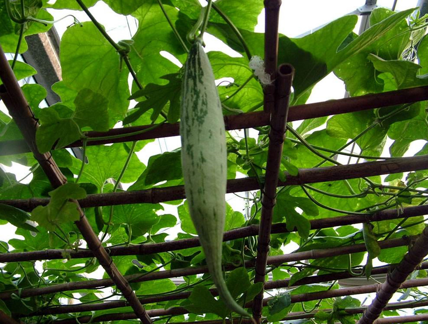  p>蛇瓜(拉丁学名: i>trichosanthes anguina  /i>l.