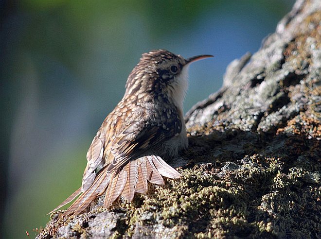  p>高山旋木雀(学名: i>certhia himalayana /i>):体重7-19克,体长128