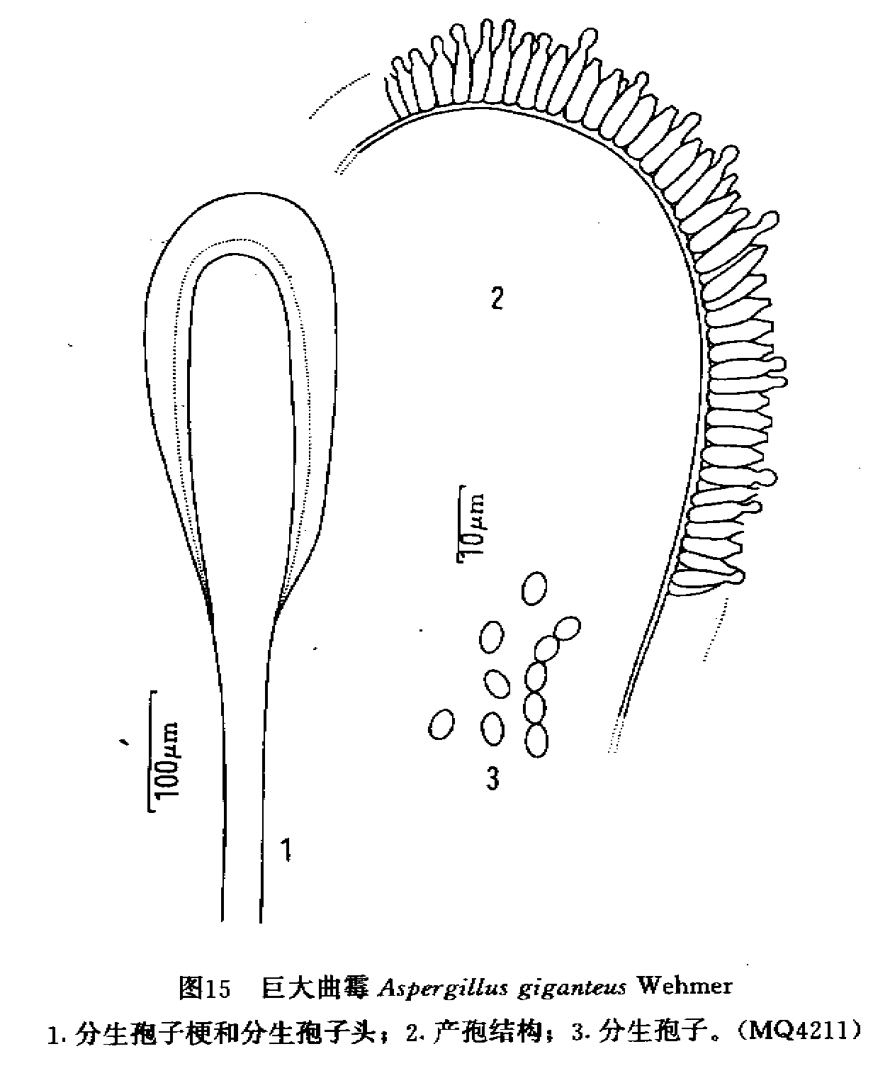 aspergillus