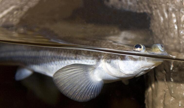  p>银汉鱼目(atheriniformes)是 a href="#">脊索动物门 /a>    a