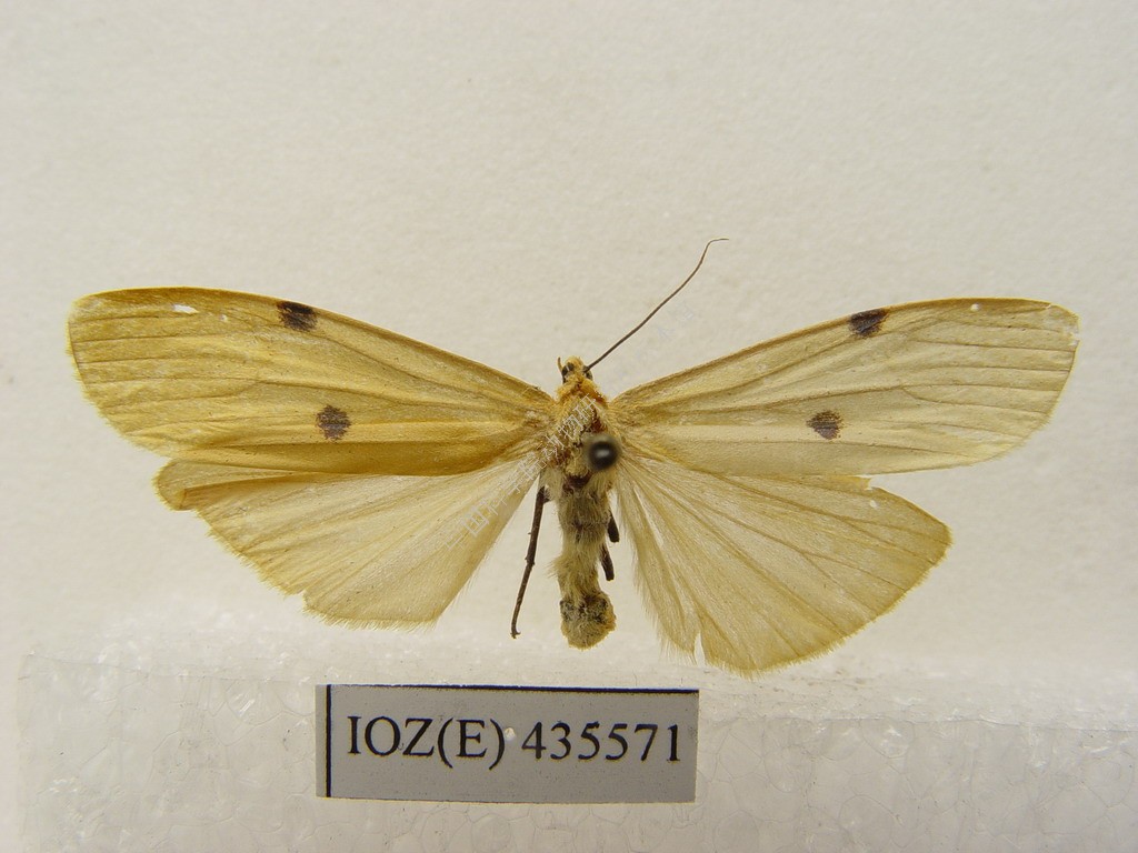  p>四点苔蛾( i>lithosia quadra /i>&nbsp