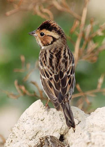  p>小鹀(学名: i>emberiza pusilla /i>),是鹀科鹀属的一种动物.