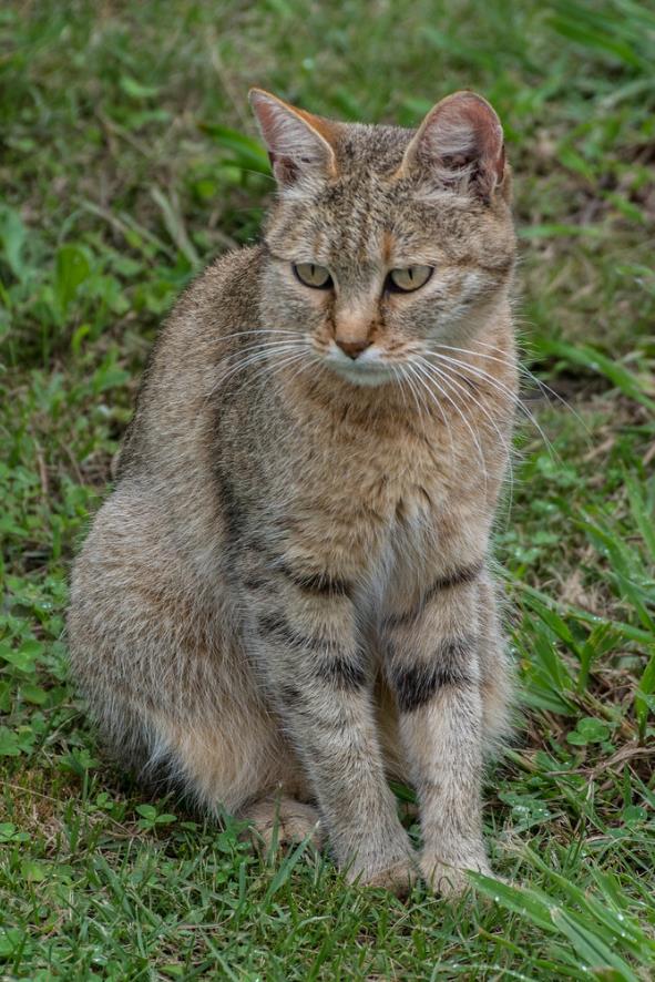 非洲野猫