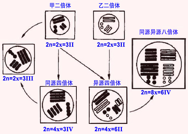  p>异染色体heterochromosome 亦称为异质染色体;最初被用作 a target