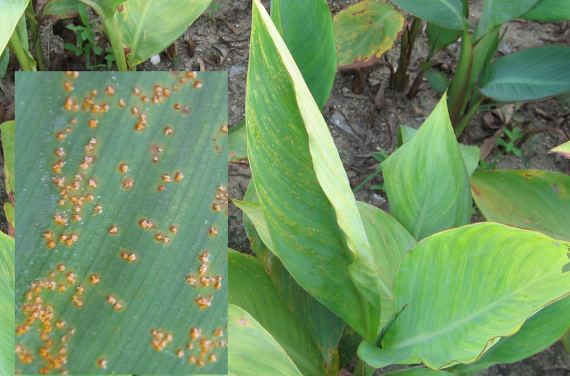美人蕉锈病