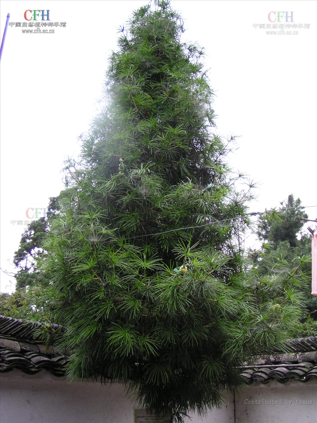  p data-id="gn926kq2kb">金松科又名伞松科,只有1 a target="_blank"