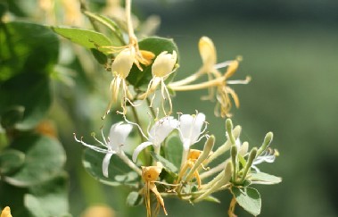 迷魂草