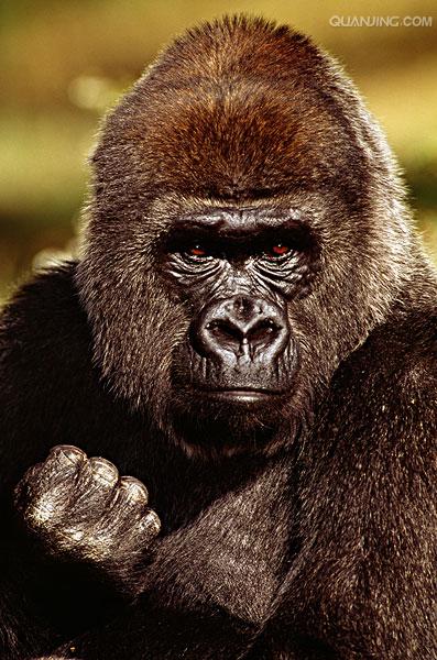  p>猩猩也叫 a href="#" data-lemmaid="2032856">人猿 /a>, a>灵长目