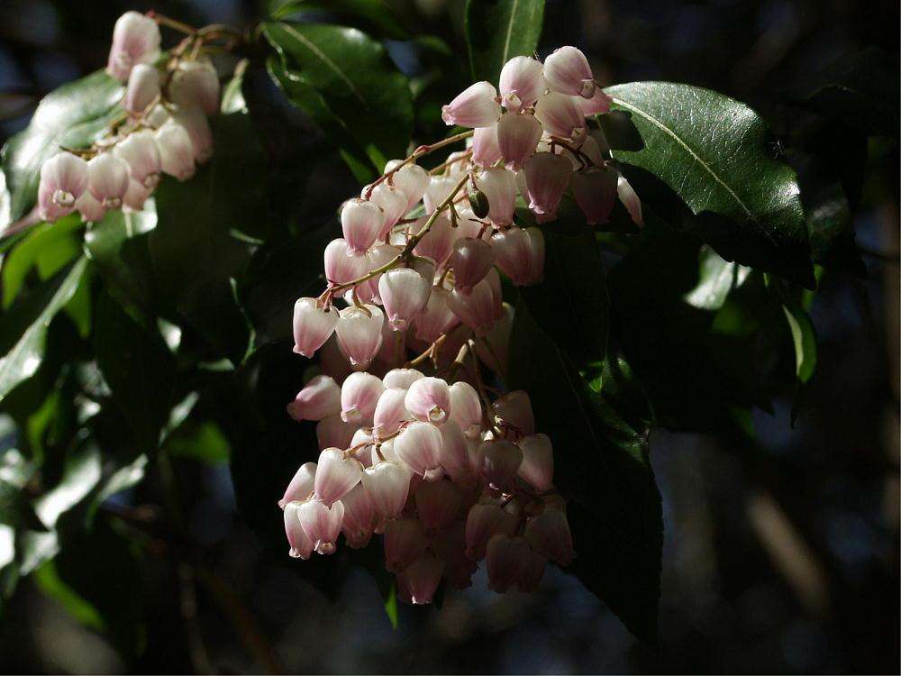  p>长萼马醉木( a target="_blank" href="/item/学名/8074290" data