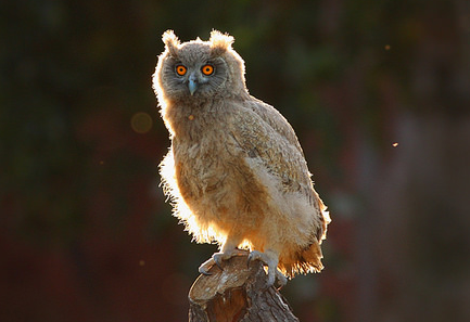  p>乌雕鸮(学名: i>bubo coromandus /i>),为 a href="#">鸱鸮科 /a>