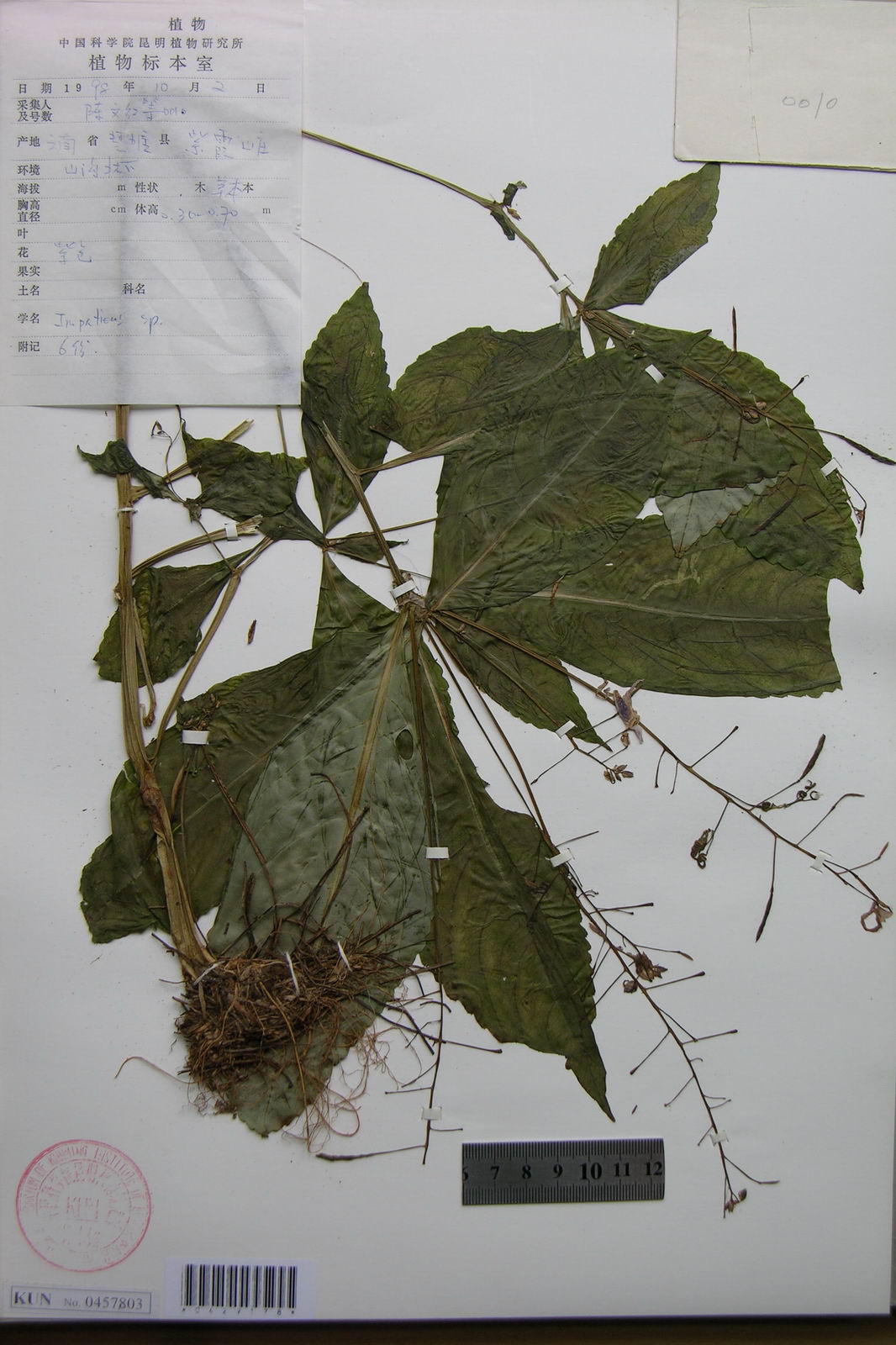 p data-id="tzbcx8g47h3u">钻山风,是番荔枝科瓜馥木属的藤状灌木植物