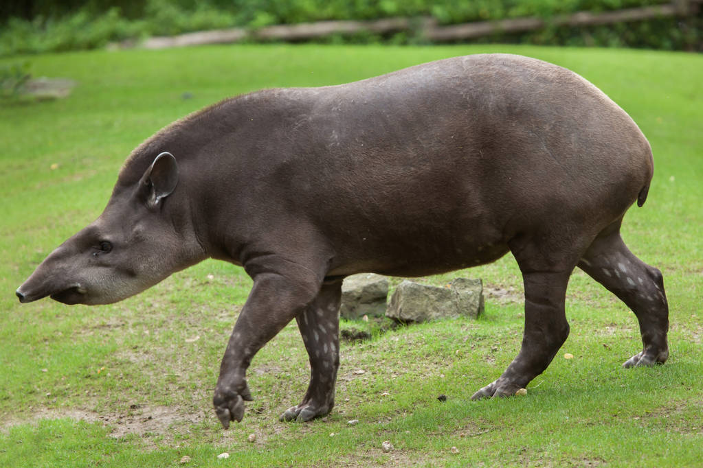  p>美洲貘是一种奇特有趣的动物.美洲貘长着一副惹人可怜的傻相.